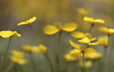 Obraz premium field of yellow flowers
