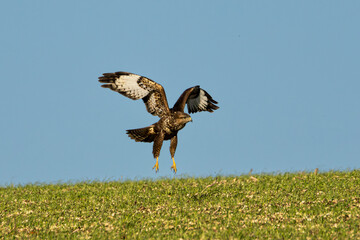 Buzzard landing in the field. Wings outstretched.