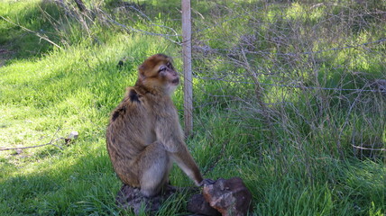 Barbary Macaque in Moroccan Monkey Forest Habitat &ndash; Wildlife Photography of Endangered Primates in Nature Reserve, Featuring Behavior and Natural Environment
