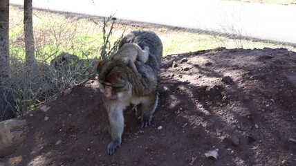 Barbary Macaque in Moroccan Monkey Forest Habitat – Wildlife Photography of Endangered Primates in Nature Reserve, Featuring Behavior and Natural Environment
