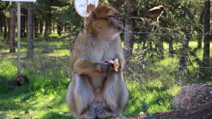 Barbary Macaque in Moroccan Monkey Forest Habitat – Wildlife Photography of Endangered Primates in Nature Reserve, Featuring Behavior and Natural Environment
