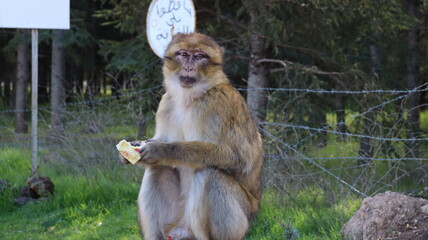Barbary Macaque in Moroccan Monkey Forest Habitat – Wildlife Photography of Endangered Primates in Nature Reserve, Featuring Behavior and Natural Environment
