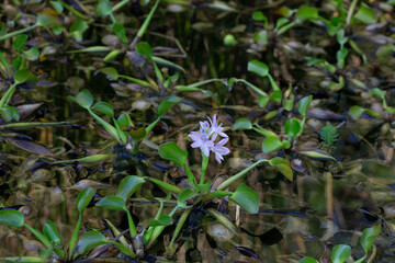 Stunning close-up of purple water hyacinth (Eichhornia crassipes) blooms amid green leaves. Ideal for nature, floral, botanical, and aquatic-themed visuals.