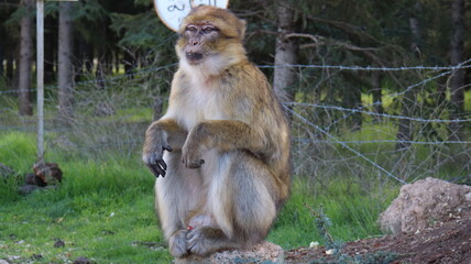 Barbary Macaque in Moroccan Monkey Forest Habitat – Wildlife Photography of Endangered Primates in Nature Reserve, Featuring Behavior and Natural Environment

