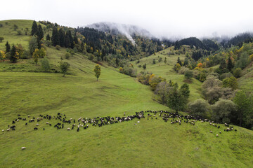 Obraz premium Image of a flock of sheep grazing on green meadows in the company of shepherds and shepherd dogs.