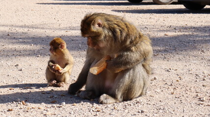 Barbary Macaque in Moroccan Monkey Forest Habitat – Wildlife Photography of Endangered Primates in Nature Reserve, Featuring Behavior and Natural Environment
