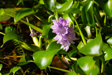 Obraz premium Stunning close-up of purple water hyacinth (Eichhornia crassipes) blooms amid green leaves. Ideal for nature, floral, botanical, and aquatic-themed visuals.