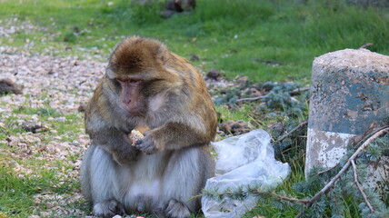 Obraz premium Barbary Macaque in Moroccan Monkey Forest Habitat – Wildlife Photography of Endangered Primates in Nature Reserve, Featuring Behavior and Natural Environment 