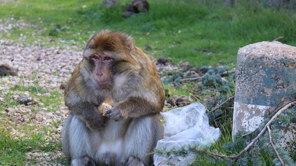 Naklejka premium Barbary Macaque in Moroccan Monkey Forest Habitat – Wildlife Photography of Endangered Primates in Nature Reserve, Featuring Behavior and Natural Environment 