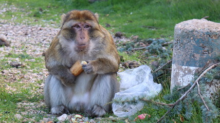 Barbary Macaque in Moroccan Monkey Forest Habitat – Wildlife Photography of Endangered Primates...