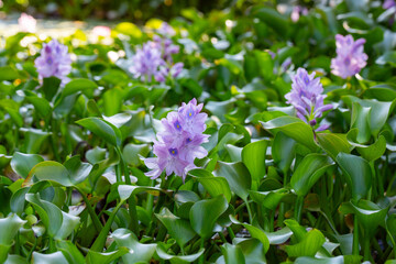 Stunning close-up of purple water hyacinth (Eichhornia crassipes) blooms amid green leaves. Ideal for nature, floral, botanical, and aquatic-themed visuals.