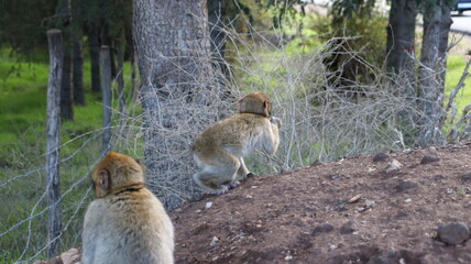 Barbary Macaque in Moroccan Monkey Forest Habitat – Wildlife Photography of Endangered Primates in Nature Reserve, Featuring Behavior and Natural Environment
