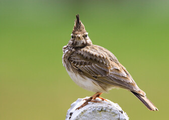 Wildlife - Birds. Crested larks (Galerida cristata) live in alpine meadows in the mountains above the tree line. They feed on seeds and insects.