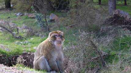 Obraz premium Barbary Macaque in Moroccan Monkey Forest Habitat – Wildlife Photography of Endangered Primates in Nature Reserve, Featuring Behavior and Natural Environment 
