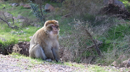 Barbary Macaque in Moroccan Monkey Forest Habitat – Wildlife Photography of Endangered Primates...
