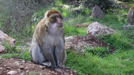 Barbary Macaque in Moroccan Monkey Forest Habitat – Wildlife Photography of Endangered Primates in Nature Reserve, Featuring Behavior and Natural Environment
