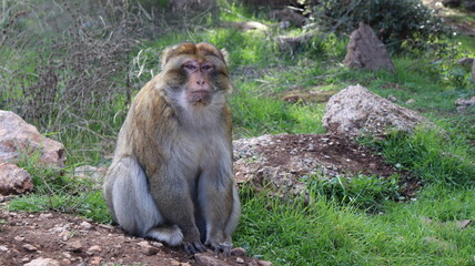 Barbary Macaque in Moroccan Monkey Forest Habitat – Wildlife Photography of Endangered Primates...