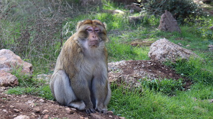 Barbary Macaque in Moroccan Monkey Forest Habitat – Wildlife Photography of Endangered Primates in Nature Reserve, Featuring Behavior and Natural Environment
