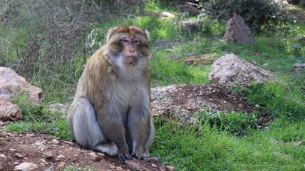 Obraz premium Barbary Macaque in Moroccan Monkey Forest Habitat – Wildlife Photography of Endangered Primates in Nature Reserve, Featuring Behavior and Natural Environment 