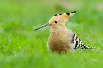 The Eurasian Hoopoe belongs to the Upupidae family. It is a bird with short legs, a long and slightly curved bill, and a long triangular tail. It feeds on the wolves it catches by scratching the soil.