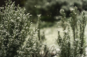 Falling snow over rosemary bush in garden, winter weather, wintering evergreen plant