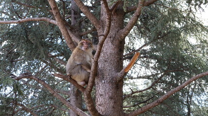 Barbary Macaque in Moroccan Monkey Forest Habitat – Wildlife Photography of Endangered Primates in Nature Reserve, Featuring Behavior and Natural Environment
