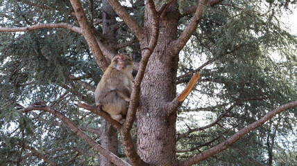 Barbary Macaque in Moroccan Monkey Forest Habitat – Wildlife Photography of Endangered Primates in Nature Reserve, Featuring Behavior and Natural Environment
