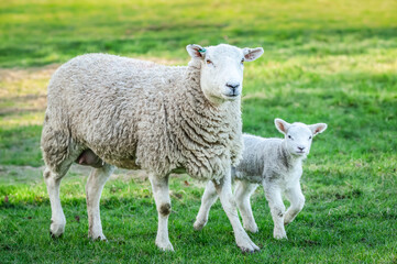Mother sheep  chewing grass and  her cute  young lamb  by her side in early Springtime, facing...