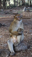 Barbary Macaque in Moroccan Monkey Forest Habitat – Wildlife Photography of Endangered Primates in Nature Reserve, Featuring Behavior and Natural Environment
