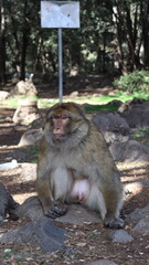 Barbary Macaque in Moroccan Monkey Forest Habitat – Wildlife Photography of Endangered Primates in Nature Reserve, Featuring Behavior and Natural Environment
