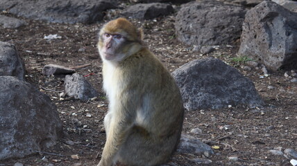 Obraz premium Barbary Macaque in Moroccan Monkey Forest Habitat – Wildlife Photography of Endangered Primates in Nature Reserve, Featuring Behavior and Natural Environment 