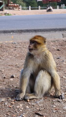 Barbary Macaque in Moroccan Monkey Forest Habitat – Wildlife Photography of Endangered Primates in Nature Reserve, Featuring Behavior and Natural Environment
