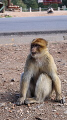 Barbary Macaque in Moroccan Monkey Forest Habitat – Wildlife Photography of Endangered Primates in Nature Reserve, Featuring Behavior and Natural Environment
