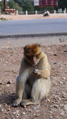 Obraz premium Barbary Macaque in Moroccan Monkey Forest Habitat – Wildlife Photography of Endangered Primates in Nature Reserve, Featuring Behavior and Natural Environment 