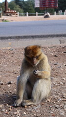 Barbary Macaque in Moroccan Monkey Forest Habitat &ndash; Wildlife Photography of Endangered Primates in Nature Reserve, Featuring Behavior and Natural Environment
