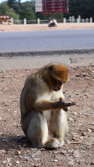 Barbary Macaque in Moroccan Monkey Forest Habitat – Wildlife Photography of Endangered Primates in Nature Reserve, Featuring Behavior and Natural Environment
