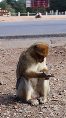 Barbary Macaque in Moroccan Monkey Forest Habitat – Wildlife Photography of Endangered Primates in Nature Reserve, Featuring Behavior and Natural Environment
