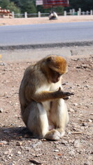 Naklejka premium Barbary Macaque in Moroccan Monkey Forest Habitat – Wildlife Photography of Endangered Primates in Nature Reserve, Featuring Behavior and Natural Environment 