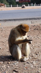 Barbary Macaque in Moroccan Monkey Forest Habitat – Wildlife Photography of Endangered Primates in Nature Reserve, Featuring Behavior and Natural Environment
