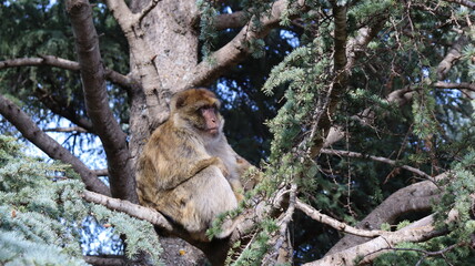 Barbary Macaque in Moroccan Monkey Forest Habitat – Wildlife Photography of Endangered Primates in Nature Reserve, Featuring Behavior and Natural Environment
