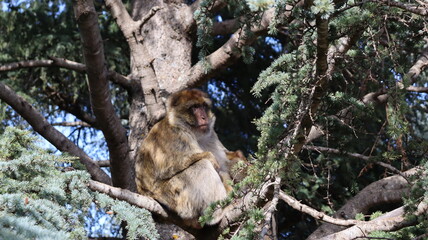 Barbary Macaque in Moroccan Monkey Forest Habitat – Wildlife Photography of Endangered Primates in Nature Reserve, Featuring Behavior and Natural Environment
