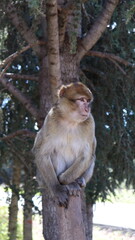 Obraz premium Barbary Macaque in Moroccan Monkey Forest Habitat – Wildlife Photography of Endangered Primates in Nature Reserve, Featuring Behavior and Natural Environment 