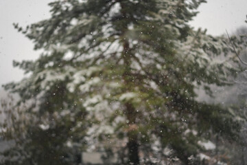Snowy weather background, snowfall against a large pine tree