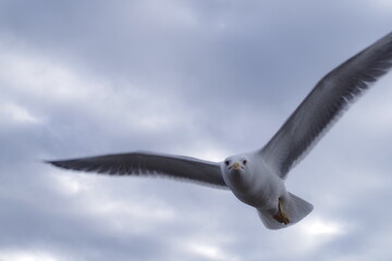 gaviota