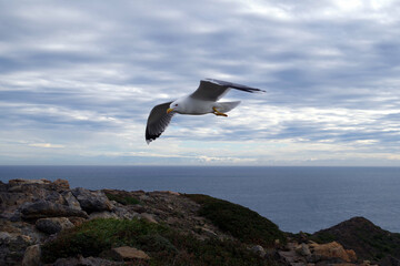 gaviota