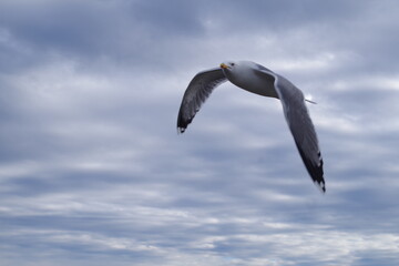 gaviota