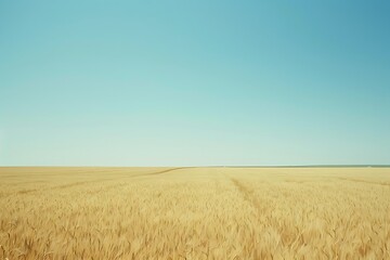 wheat field and sky