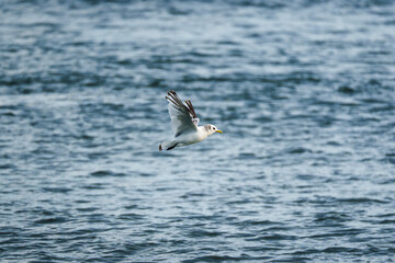Northern fulmar seabird flying low over the sea in summer