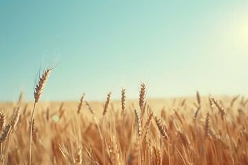 Naklejka premium golden wheat field