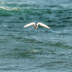 Arctic Tern bird or Kria bird flying and catching fish from the sea in summer
